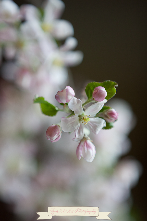 RODEOANDCOPHOTO-2
