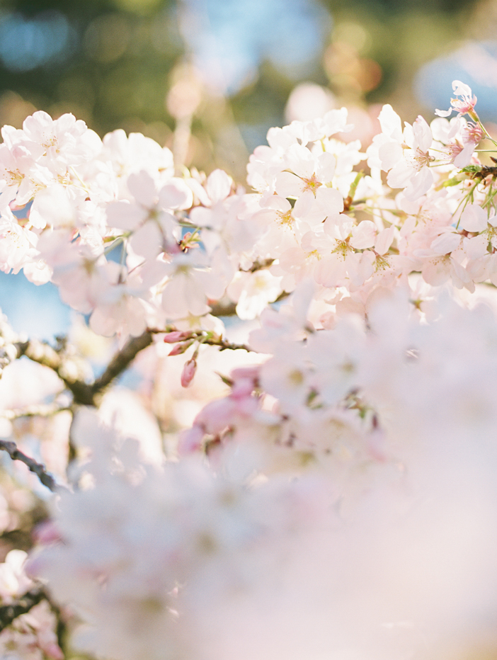 rodeoandcophoto- cherry blossoms film